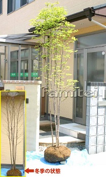 人気シンボルツリ ヤマボウシ 人気シンボルツリ ヤマボウシ