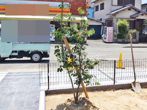 ����ܥ�ĥ꡼ ���襴