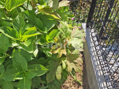 �����ե���ʽ LIXIL�ꥯ���� �ϥ�����åɥե���N8�� ���󥯥꡼�ȥ֥��å�